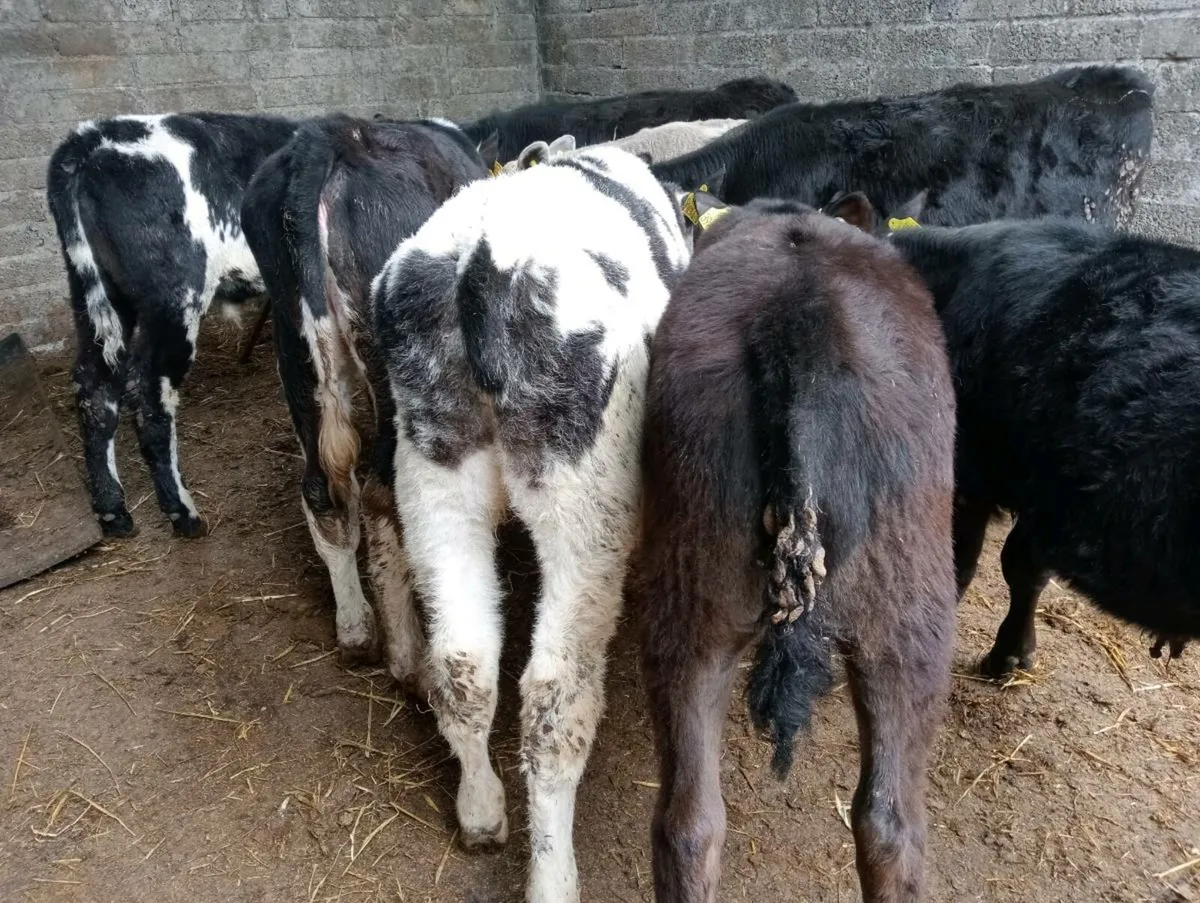 6 weaned mixed breed's - Image 4