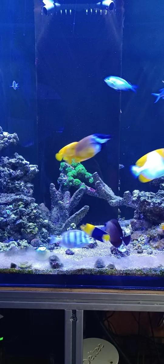 Marine Fish - Image 1