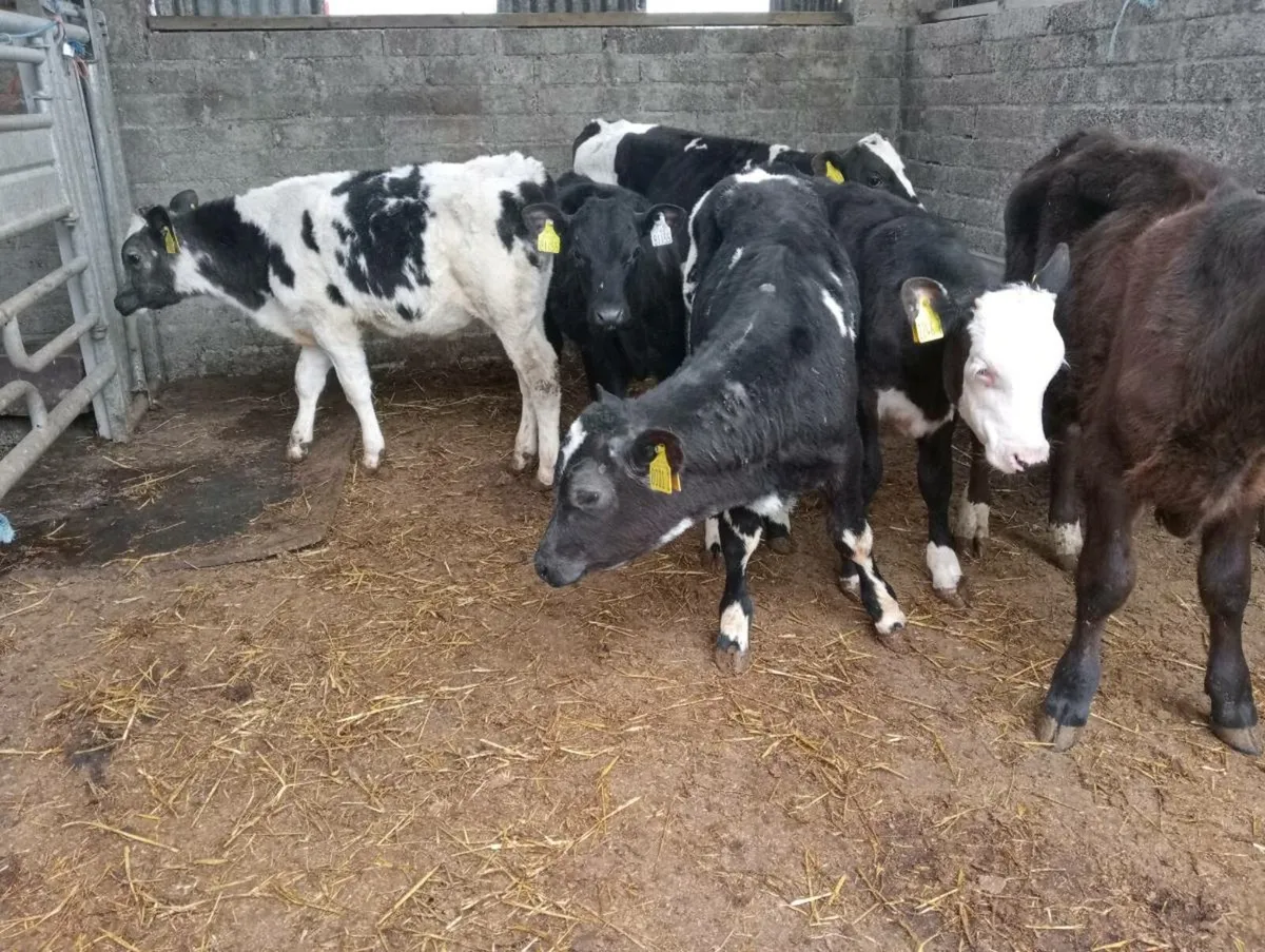 6 weaned mixed breed's - Image 1