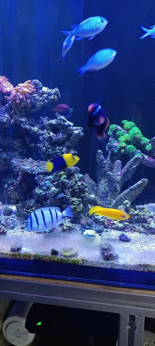 Marine Fish - Image 2