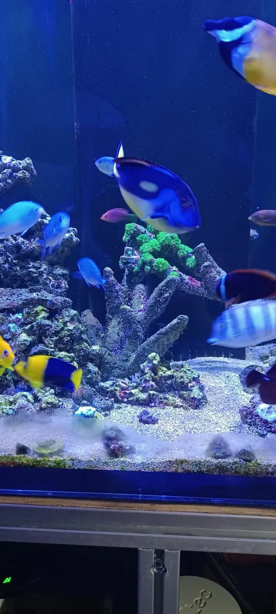 Marine Fish - Image 3