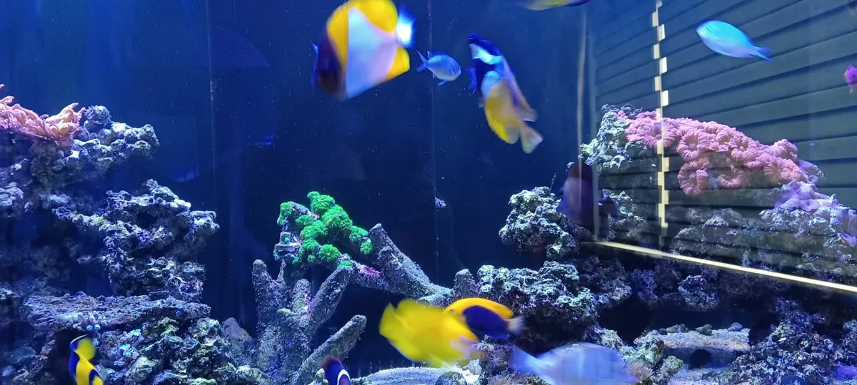 Marine Fish - Image 4