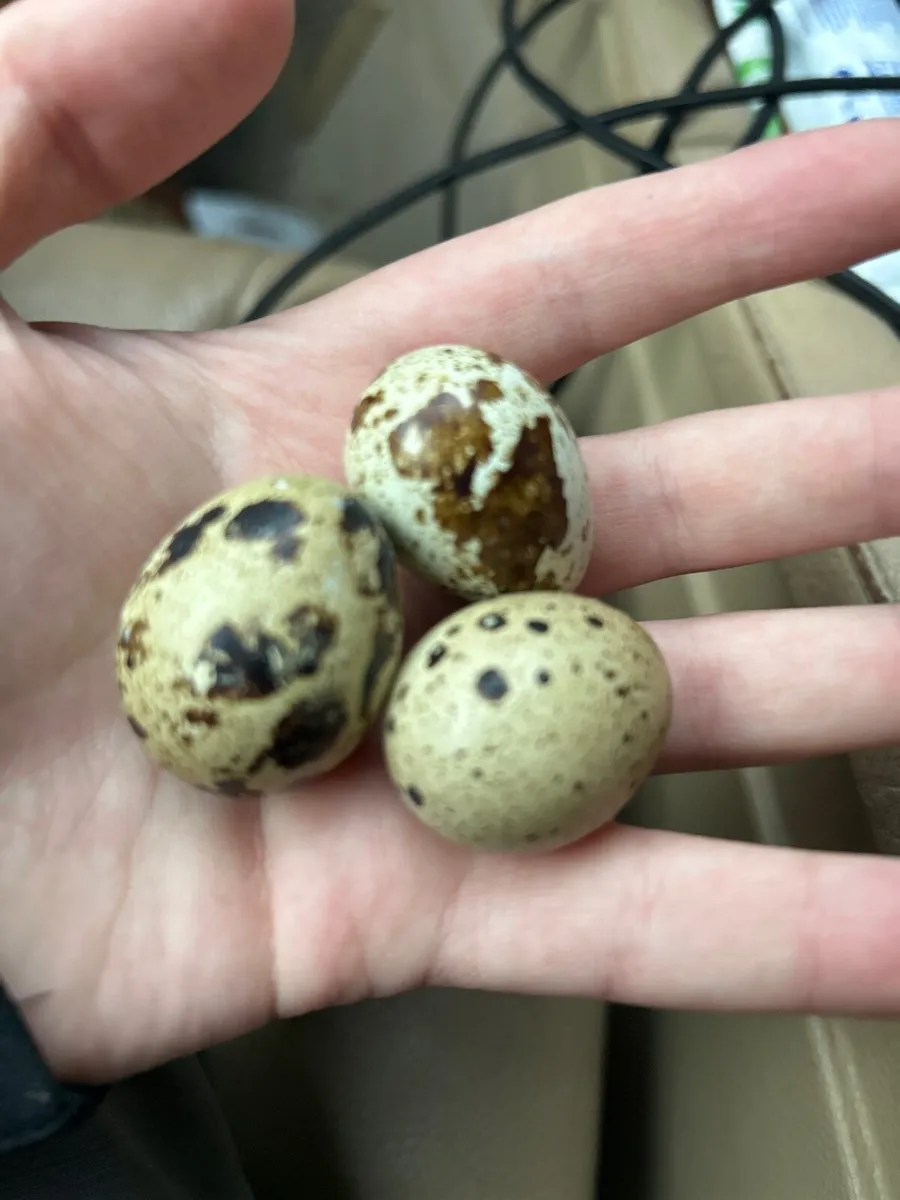 Fertile quail eggs