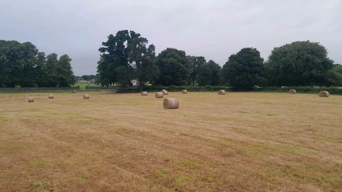 Top quality Hay - Image 2
