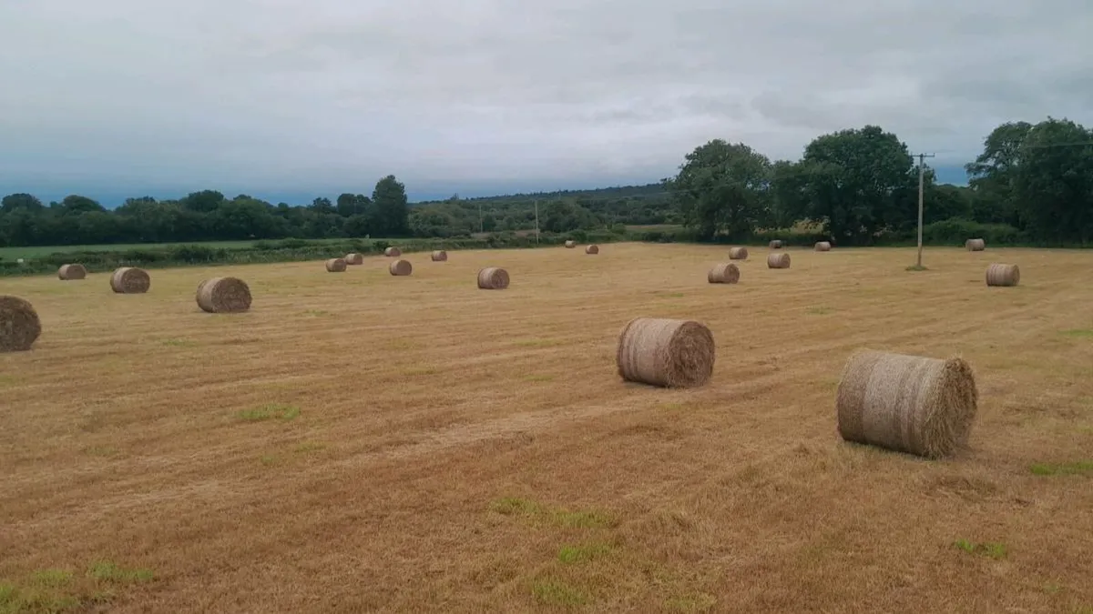 Top quality Hay - Image 3