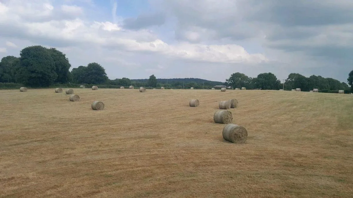 Top quality Hay - Image 4