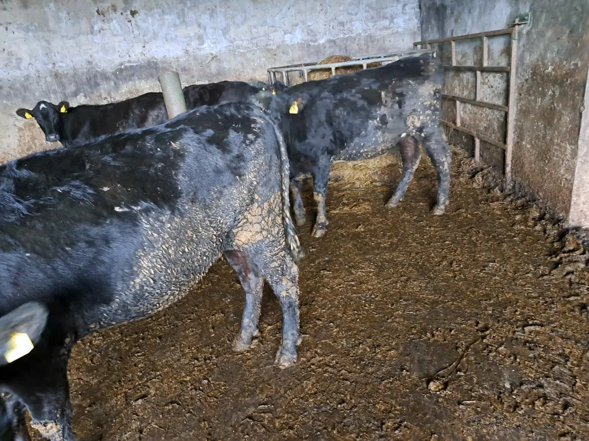 Cattle - Image 1