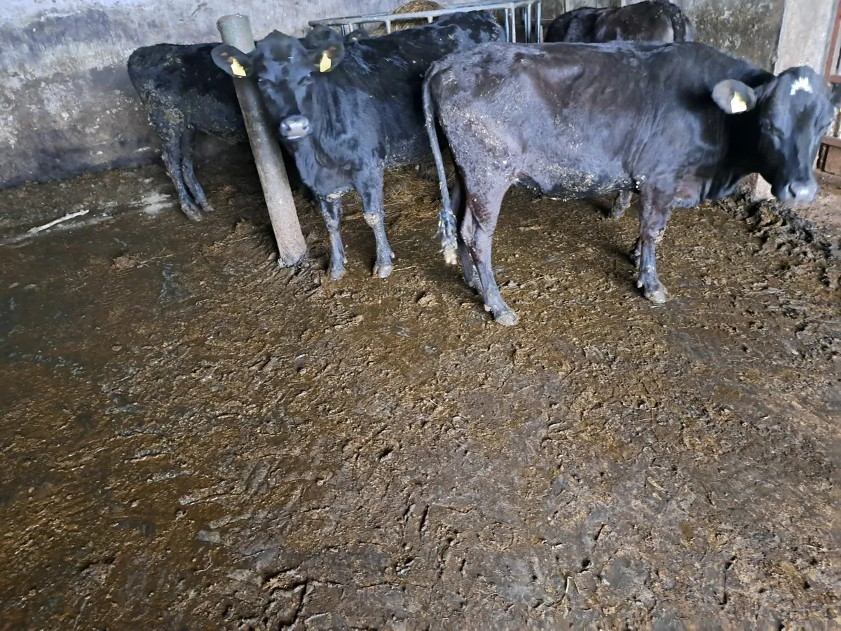 Cattle - Image 2