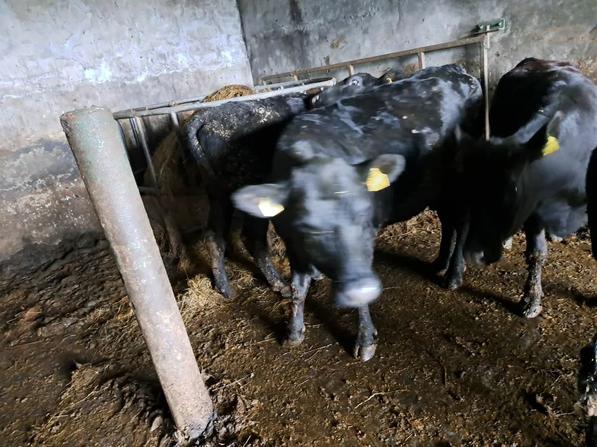 Cattle - Image 4