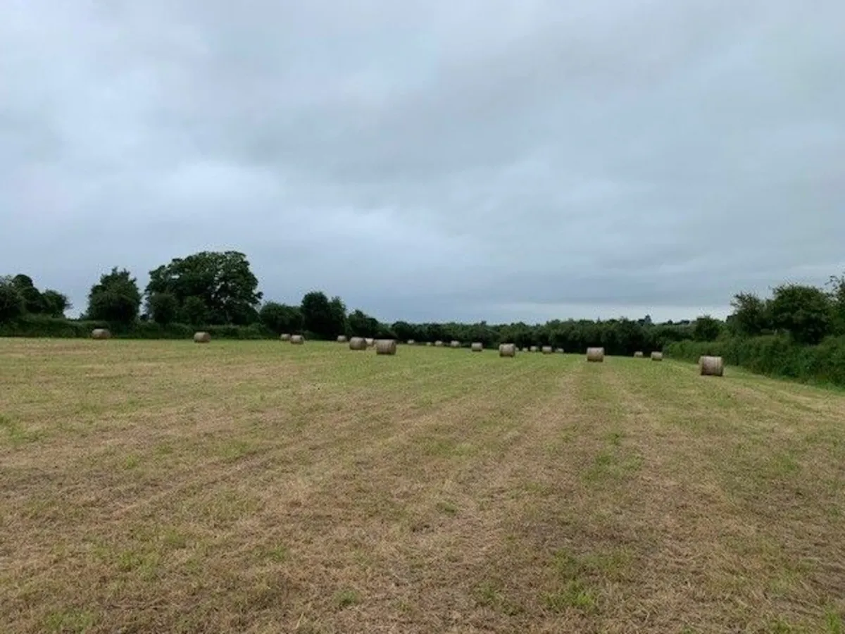 Hay