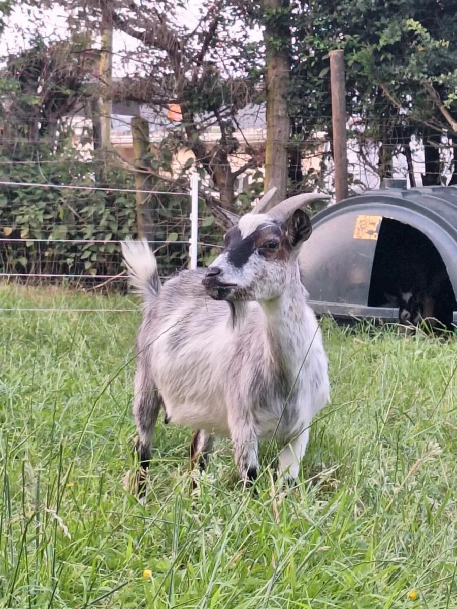 Pygmy goats - Image 1