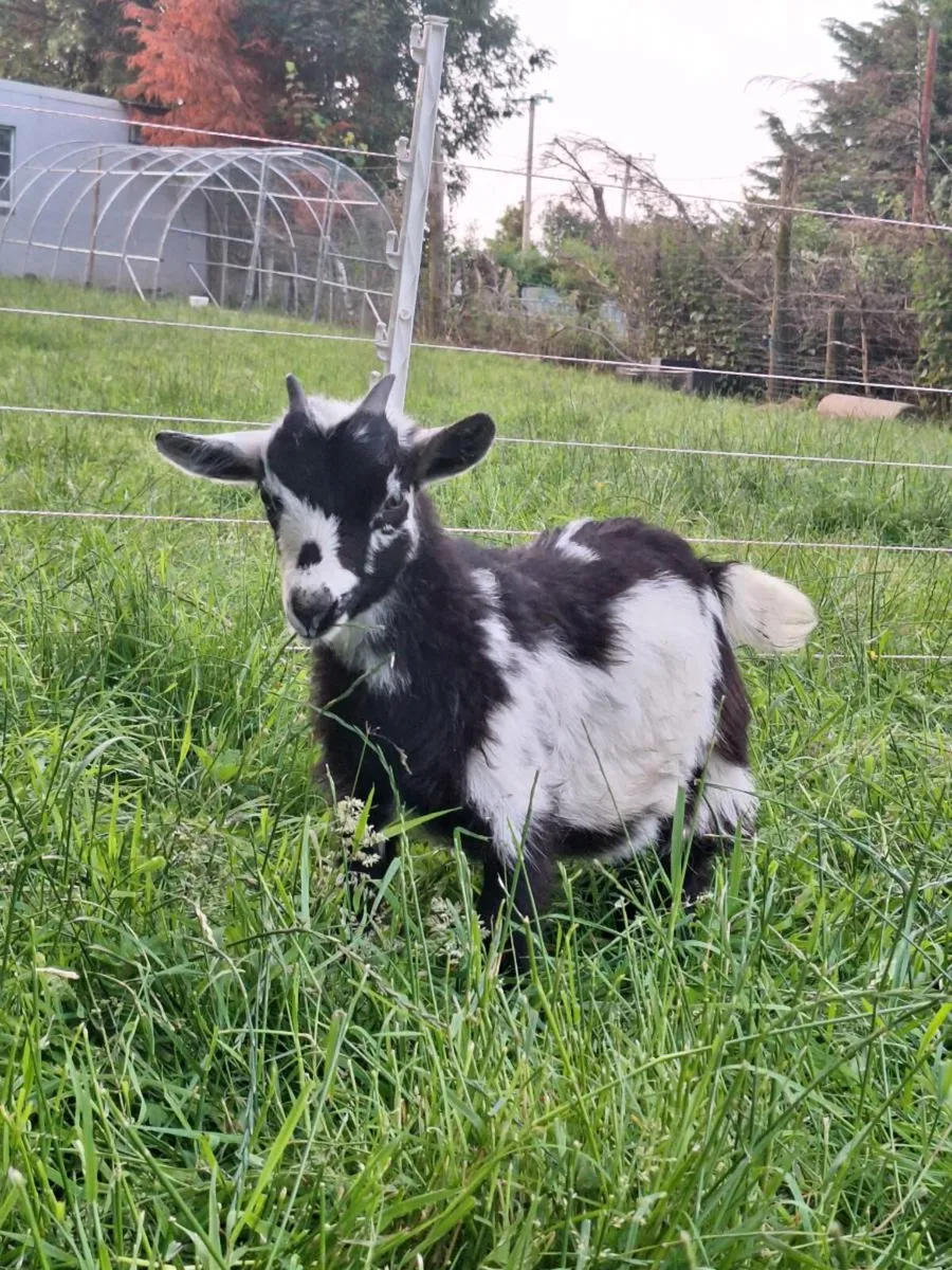 Pygmy goats - Image 2