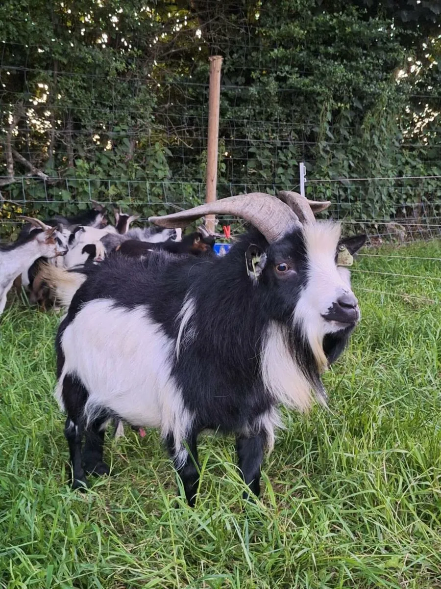 Pygmy goats - Image 3