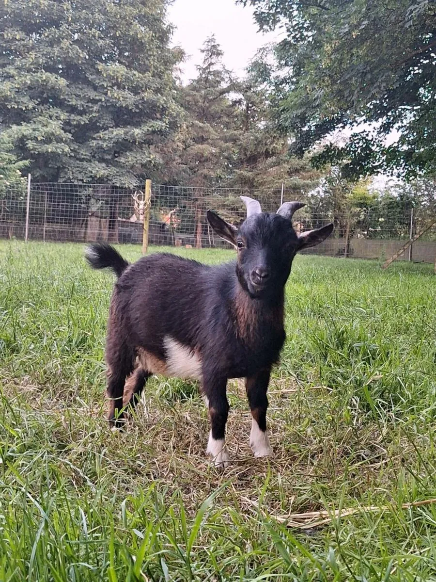 Pygmy goats - Image 4
