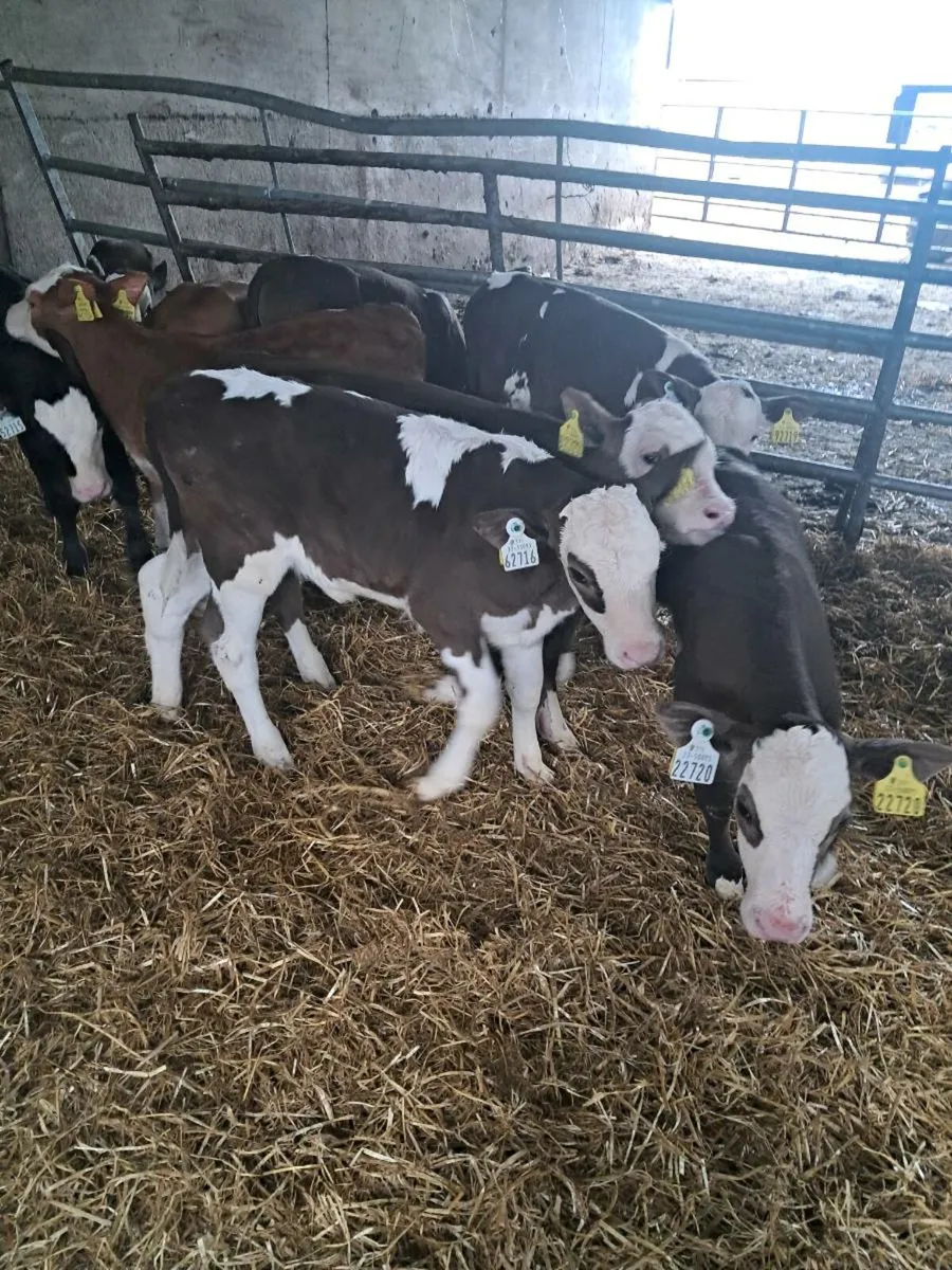 6 strong simmental calves - Image 1