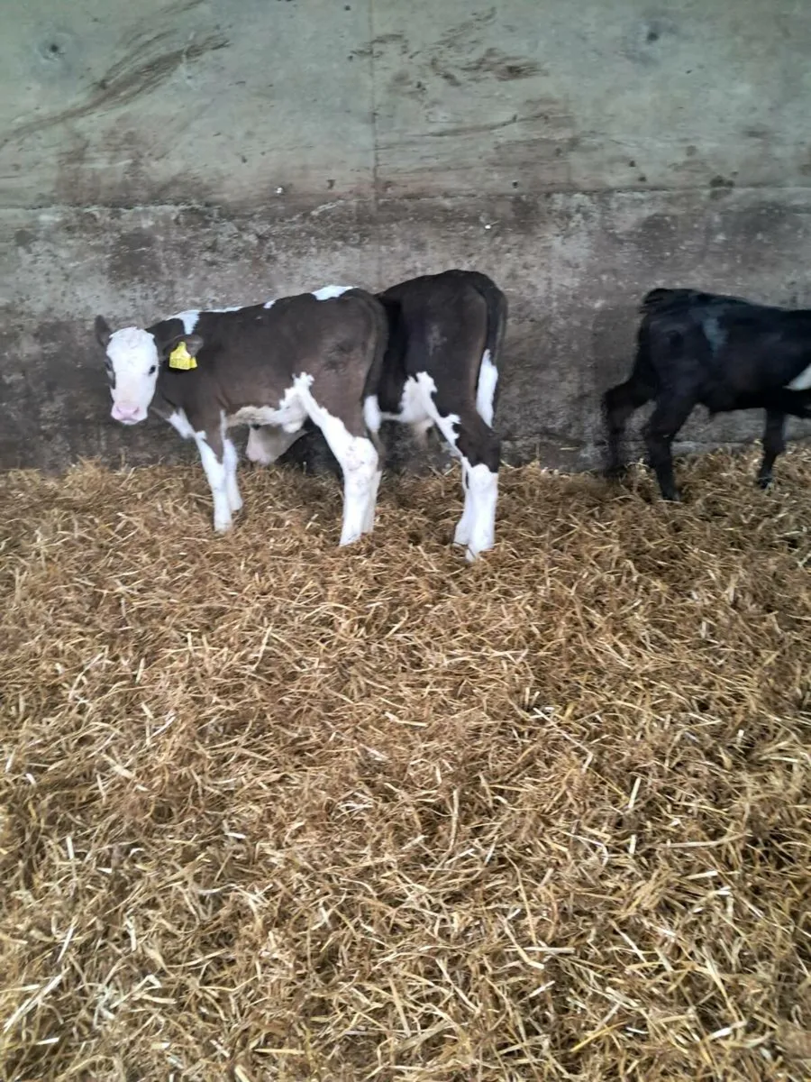 6 strong simmental calves - Image 2