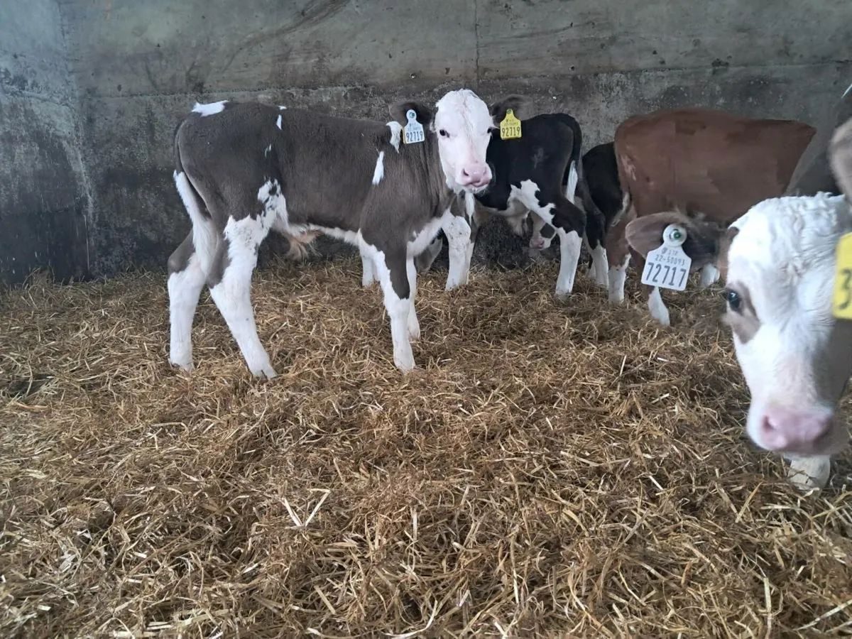 6 strong simmental calves - Image 3