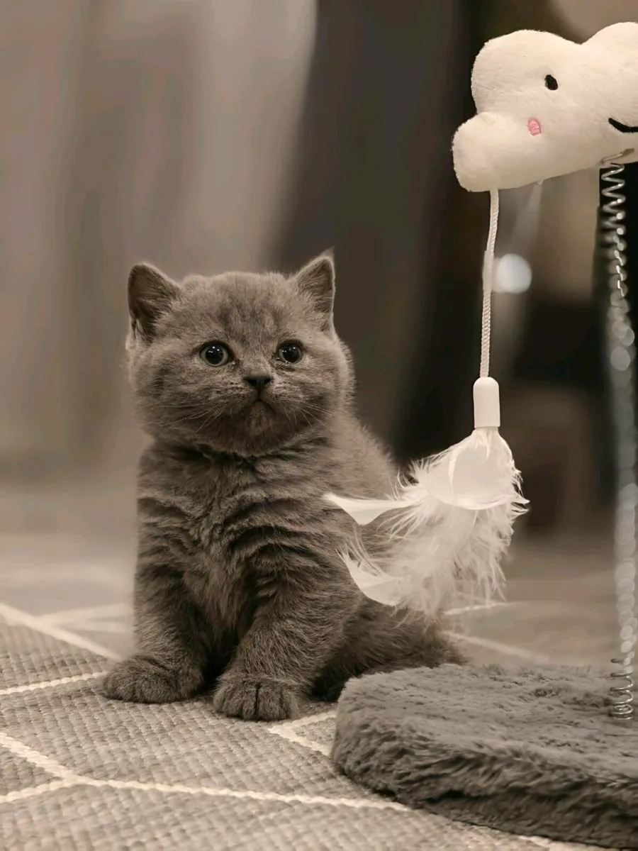 British shorthair kittens - Image 1