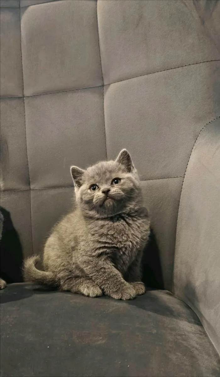British shorthair kittens - Image 2