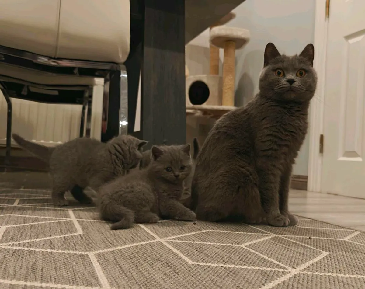 British shorthair kittens - Image 3