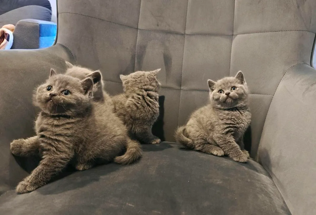British shorthair kittens - Image 4