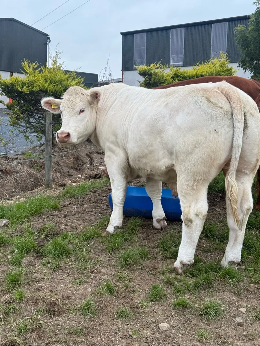 Cattle - Image 1