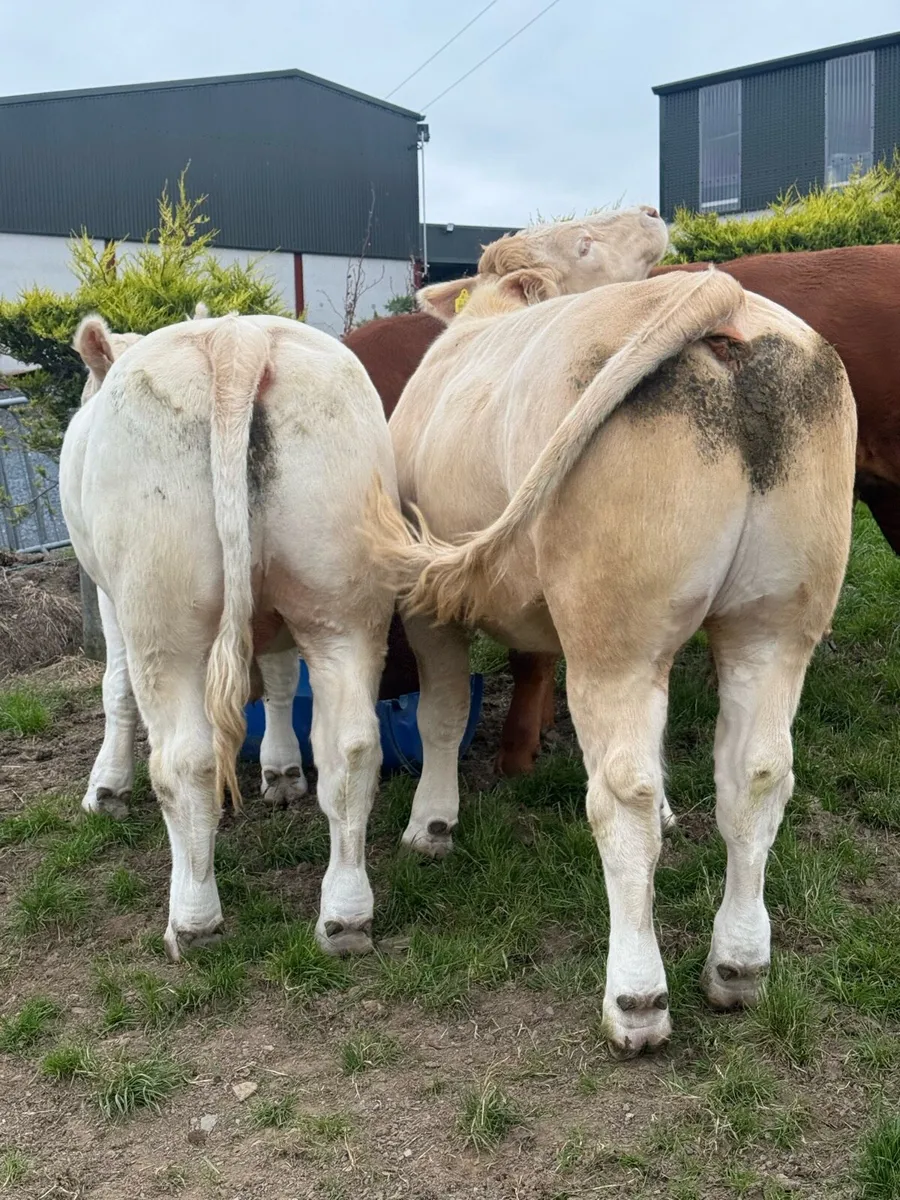 Cattle - Image 2