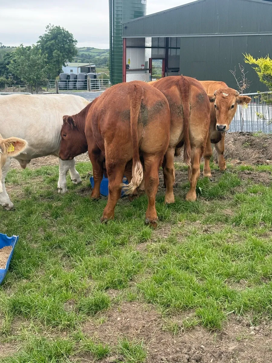 Cattle - Image 3