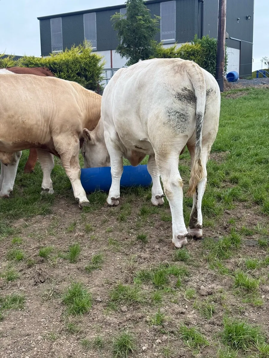 Cattle - Image 4