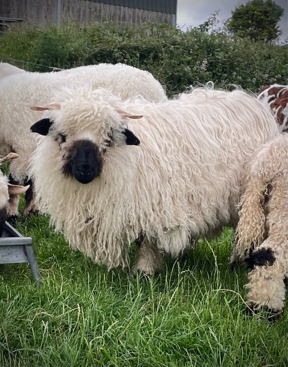 Valais Blacknose Ewe Lamb - Image 1