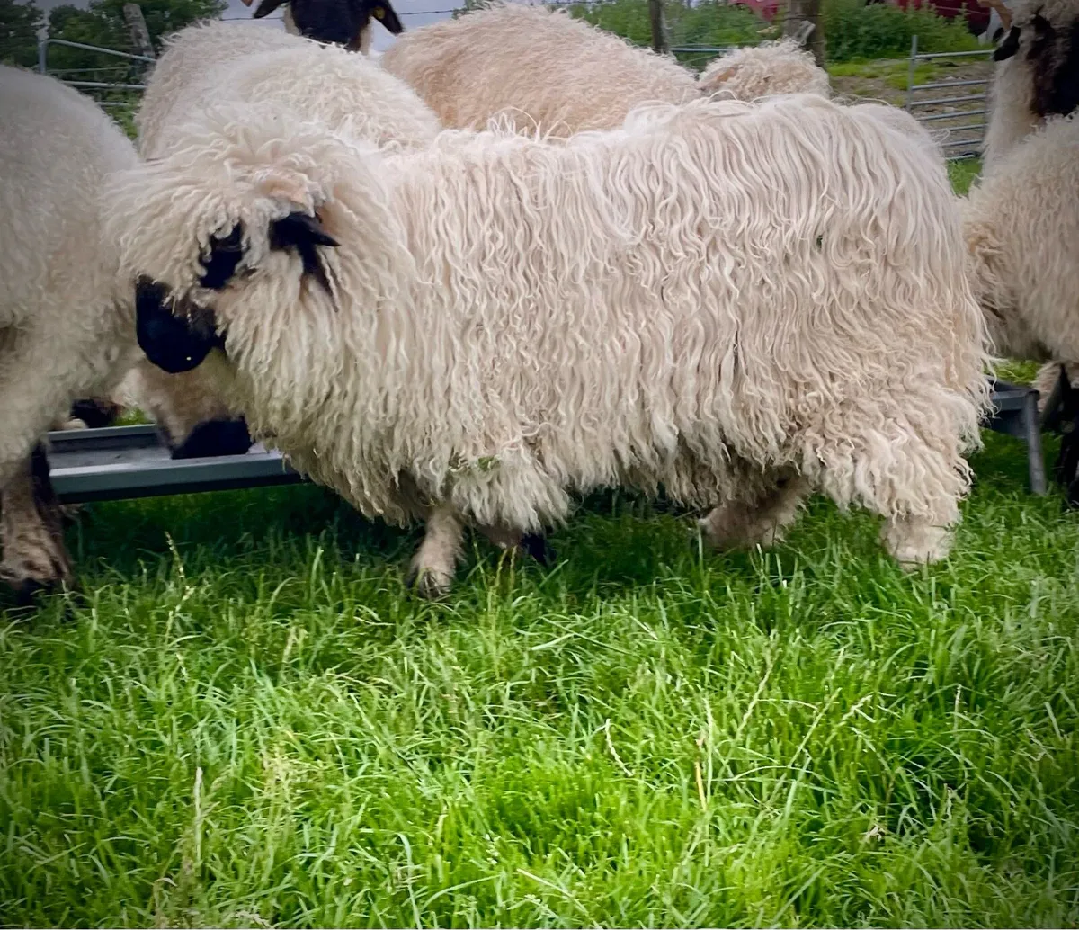 Valais Blacknose Ewe Lamb - Image 2