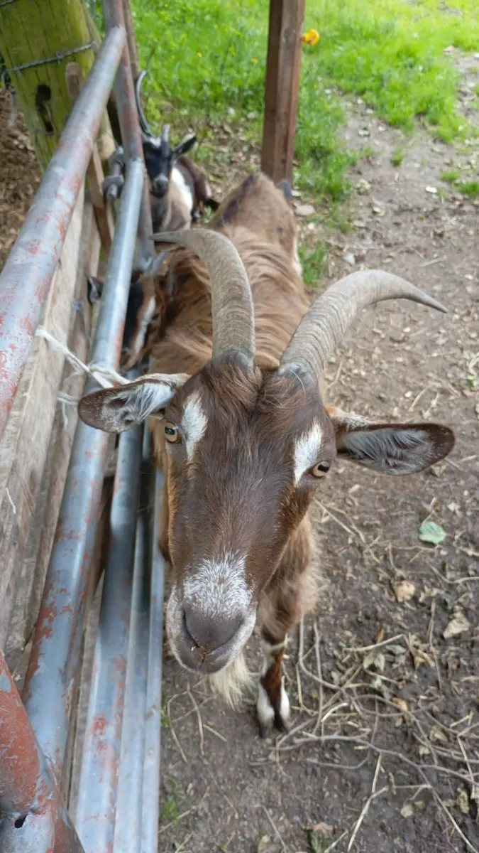 Goats for sale ,1 single 1×twins 1× triplets - Image 1