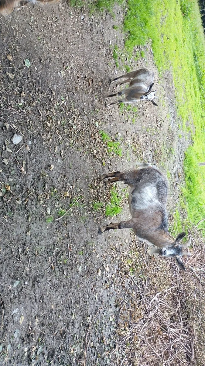 Goats for sale ,1 single 1×twins 1× triplets - Image 2