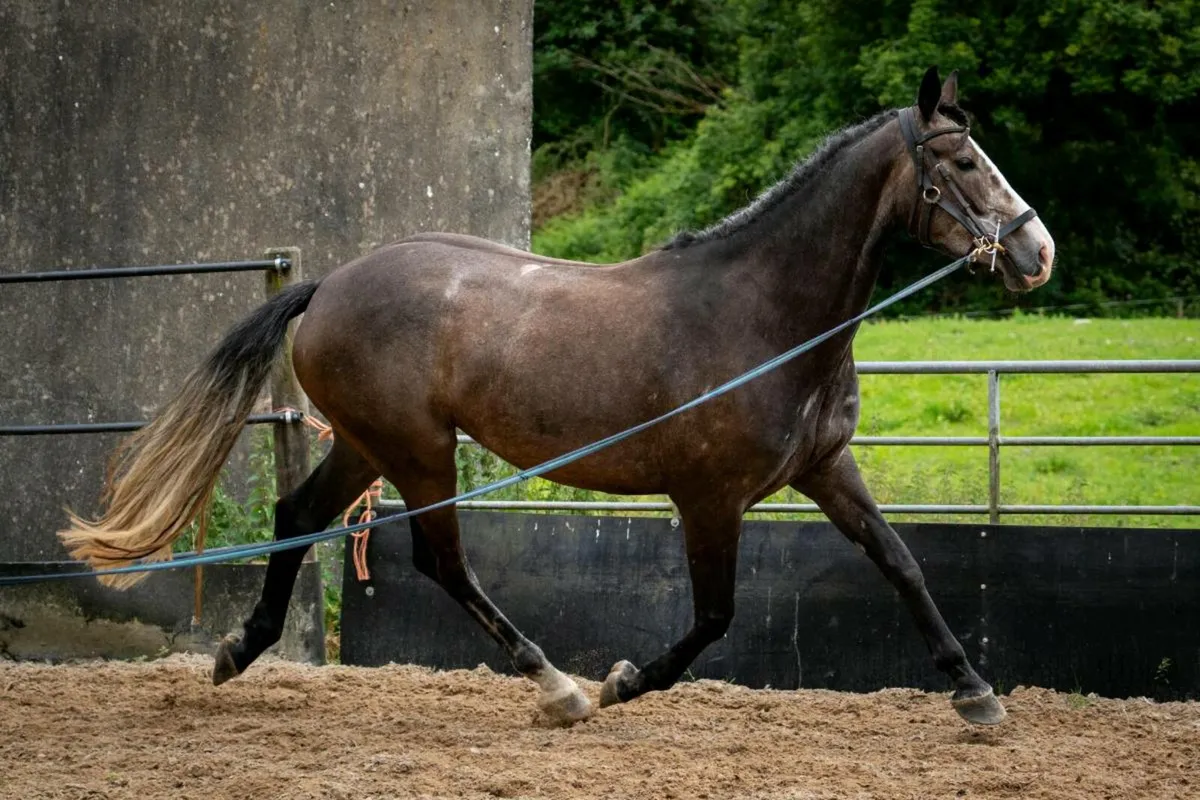 Lot 366 Goresbridge - Image 3