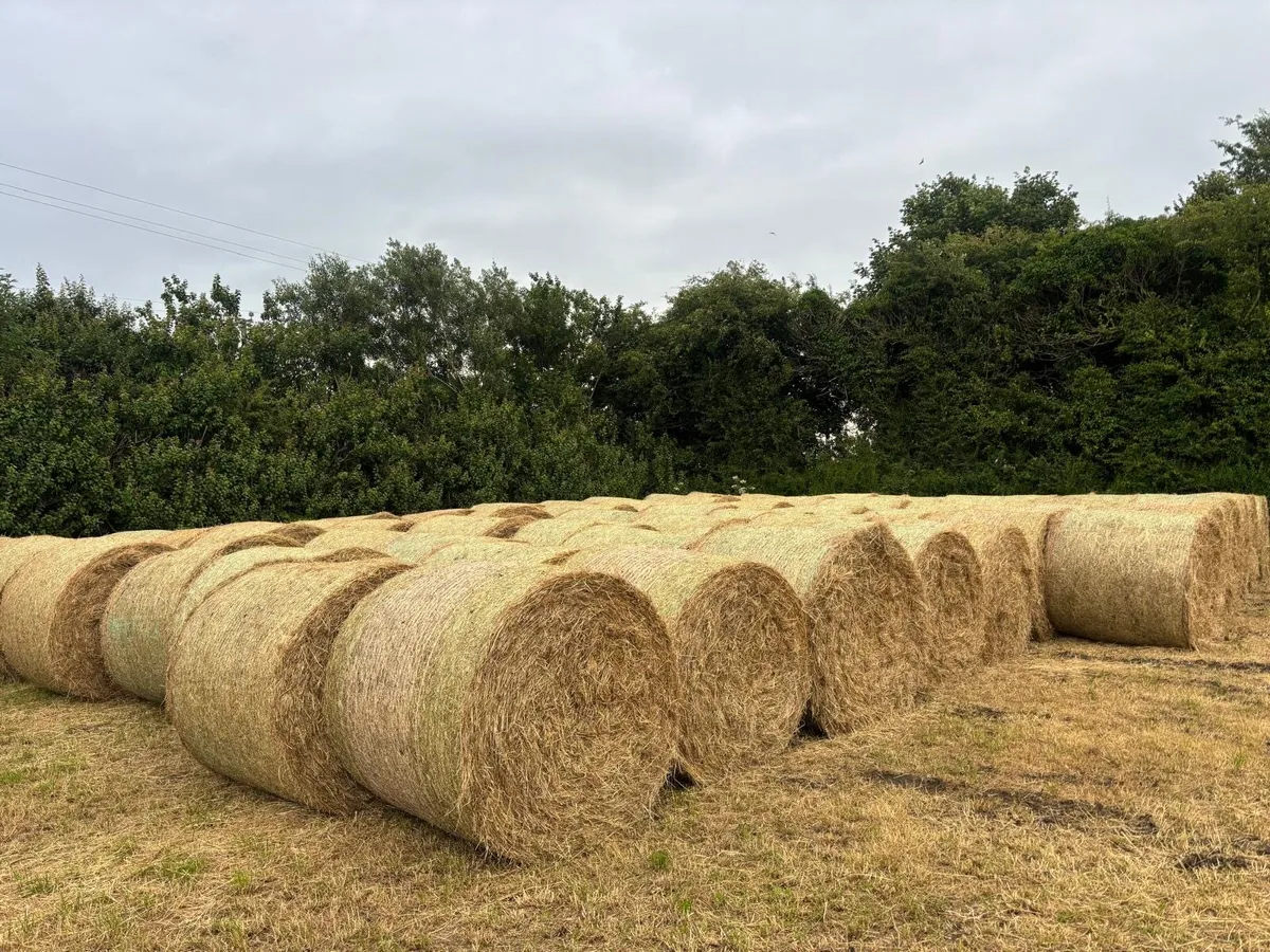 Hay bales - Image 1