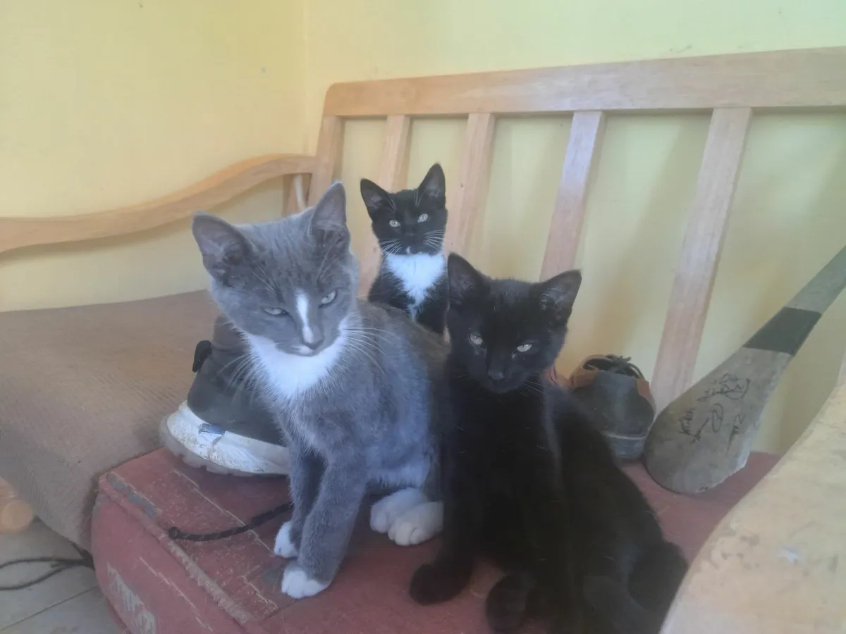 Kittens - Image 1