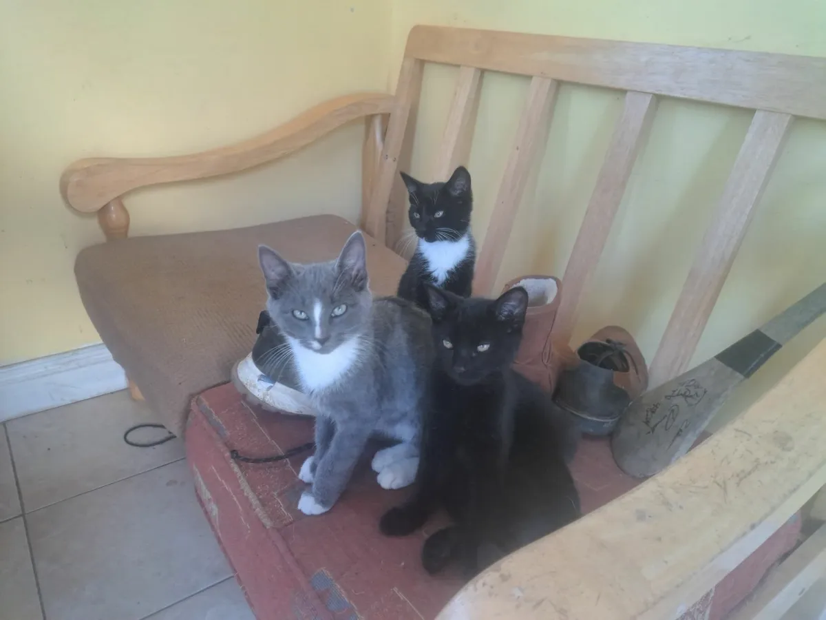 Kittens - Image 2