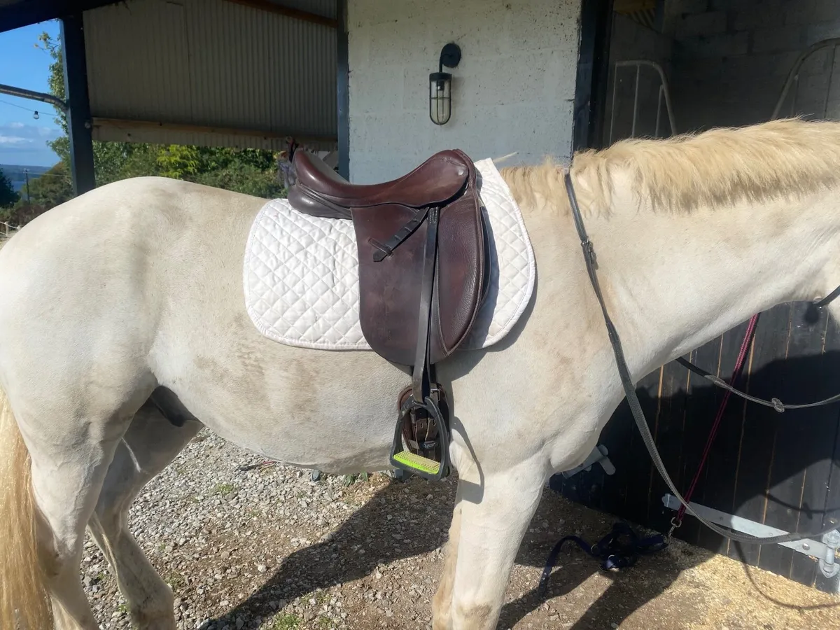 Dressage Saddle - Image 2