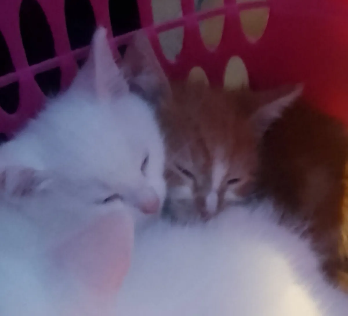 Kittens - Image 1