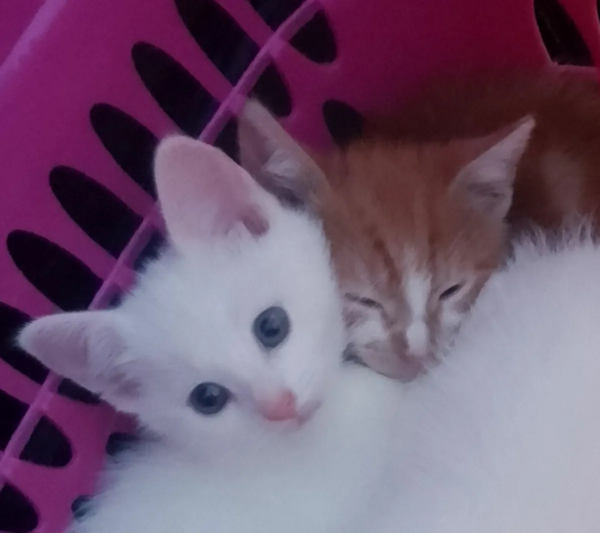 Kittens - Image 2