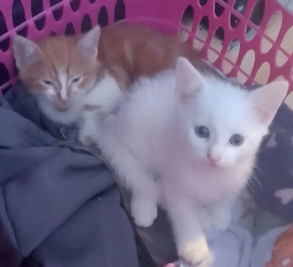 Kittens - Image 3