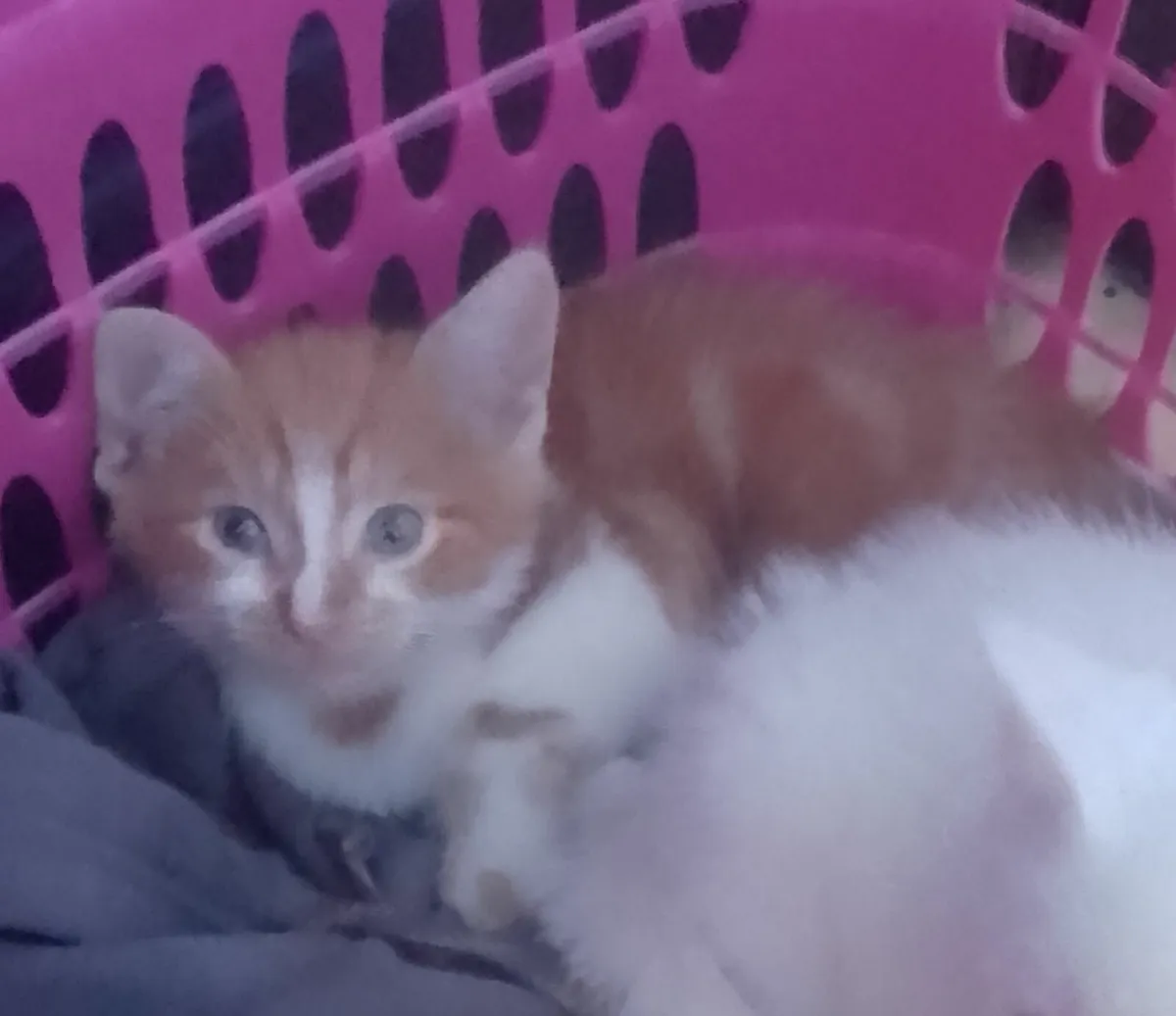 Kittens - Image 4