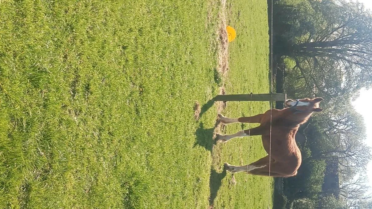 Draught mare and some young stock - Image 2