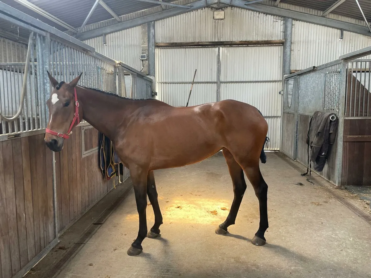 Mare Sport Horse - Image 1
