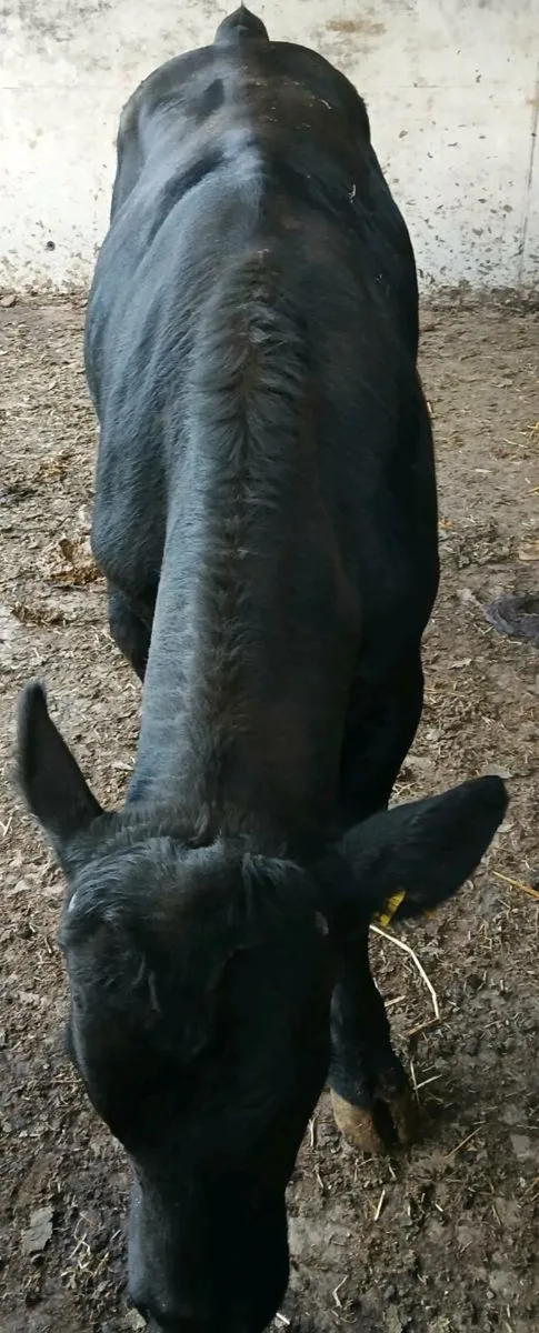 Vasectomized bull - Image 2