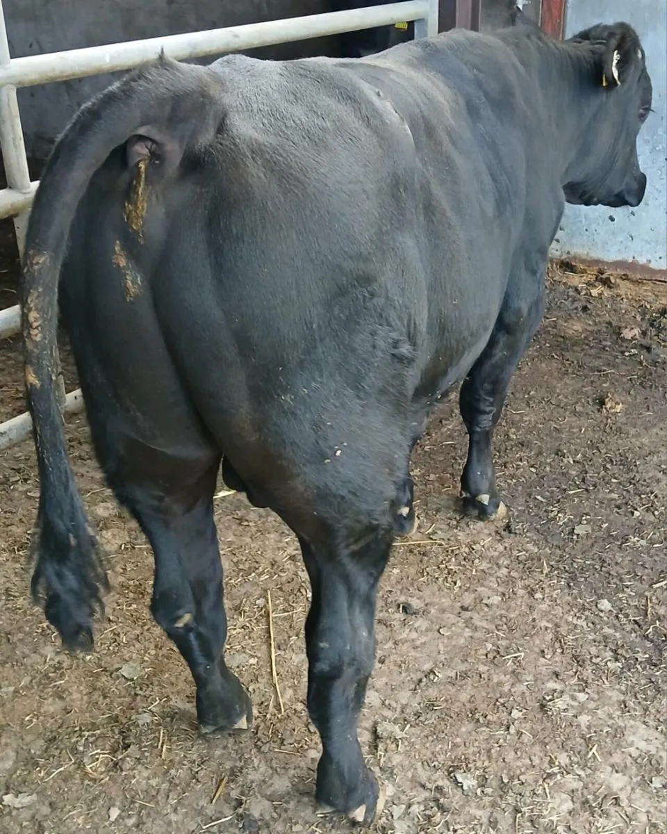 Vasectomized bull - Image 1