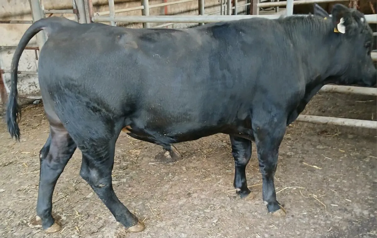 Vasectomized bull - Image 3