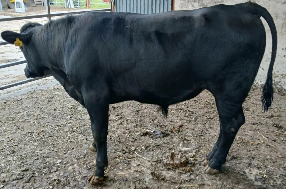 Vasectomized bull - Image 4