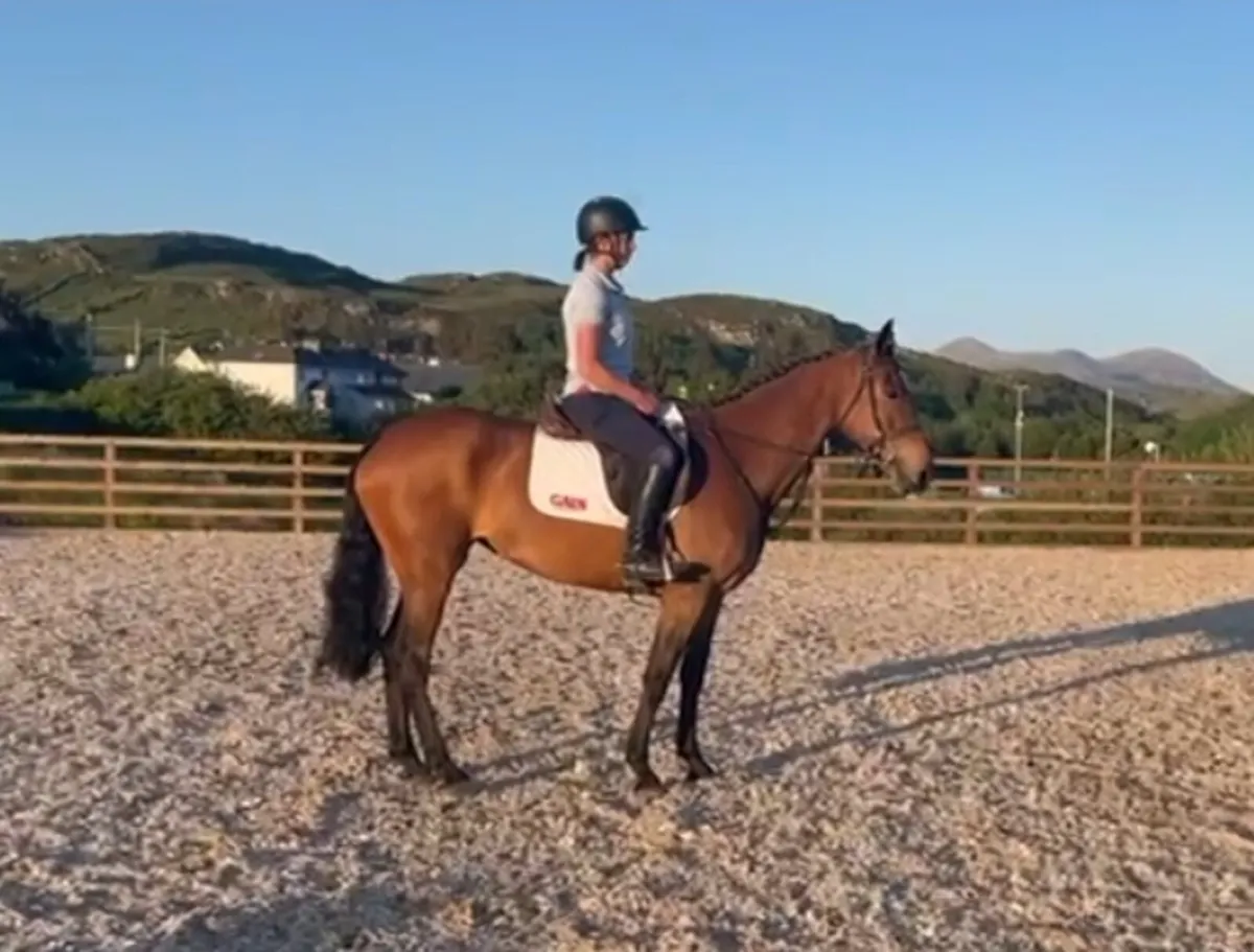 Mare Sport Horse - Image 2