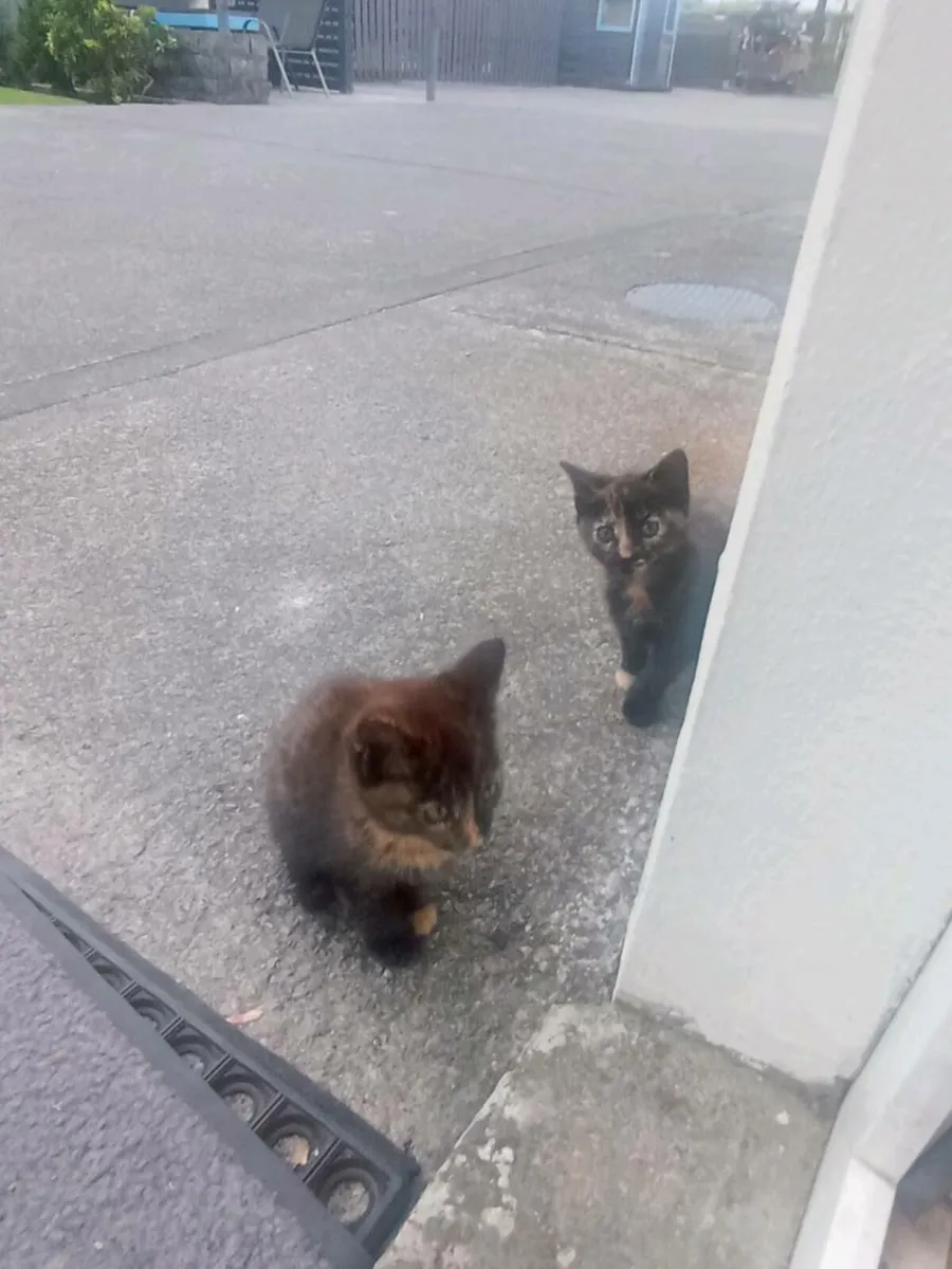 Calico Kittens - Image 2